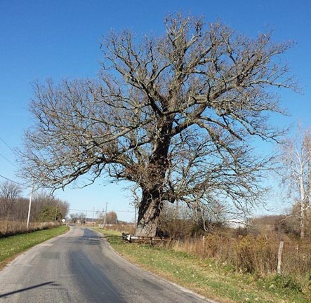 Burr Oak tree on Boundary Road